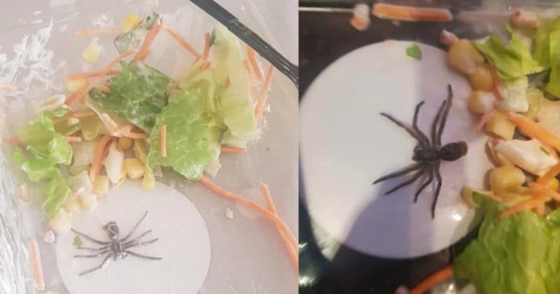 Общество: Женщина обнаружила огромного паука на дне салата от Lidl, но не все в это верят
