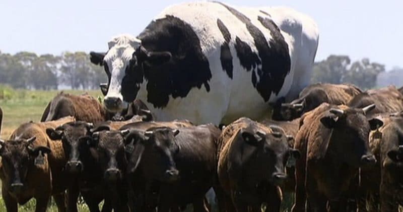 Популярное: Звезда Австралии: мясокомбинаты отказались от коровы из-за ее размеров (видео)