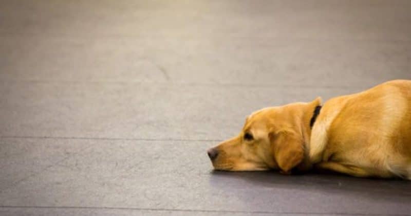 Общество: Собакам могут запретить гулять по паркам Боро Грин, так как их хозяева за ними не убирают