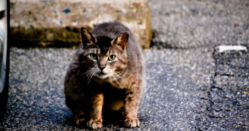 Общество: Британец, которого укусила кошка, умер от бешенства в Марокко