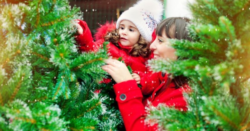 Лайфхаки и советы: Рождественская елка: как выбрать главный атрибут праздника