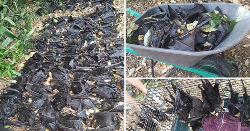 В мире: Женщина уехала из дому, когда в ее дворе умерло 5 тысяч летучих мышей