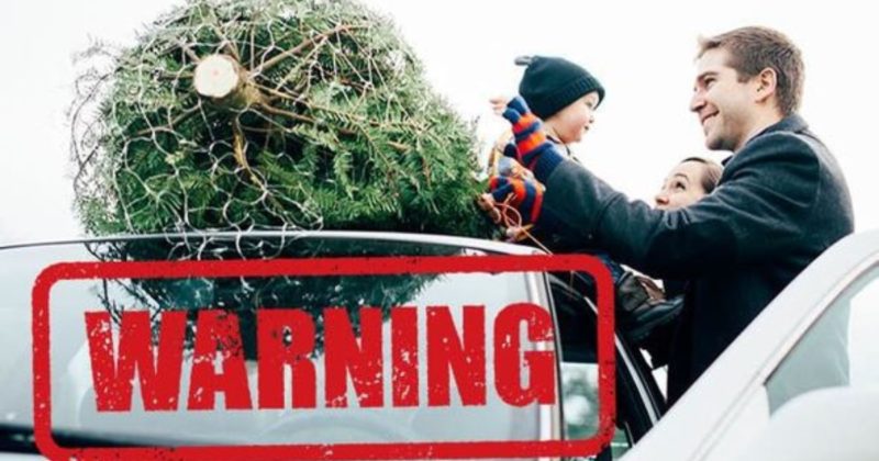 Общество: За перевозку рождественской елки водителю могут выписать штраф £100