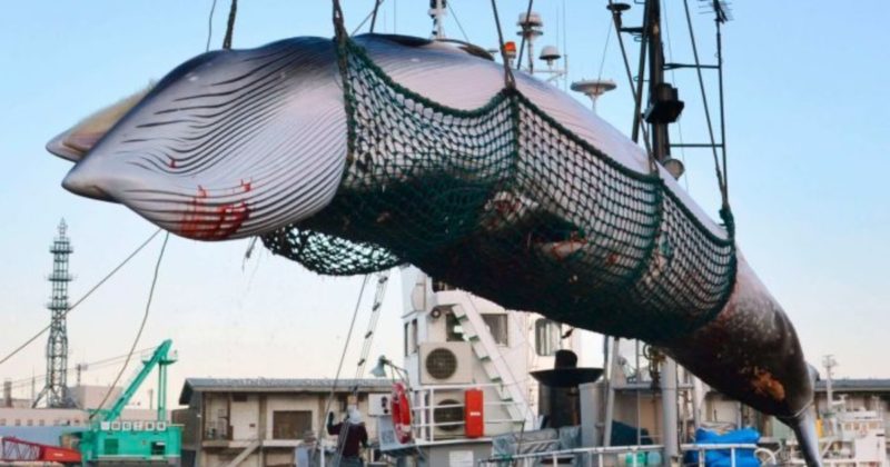 В мире: Япония возобновит коммерческую охоту на китов впервые за 30 лет