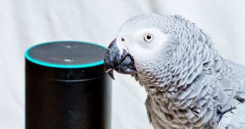 Юмор: Попугай использовал виртуального помощника Alexa для заказа клубники и мороженого