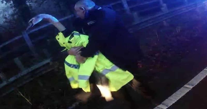 Общество: Полиция спасла лебедя, заблокировавшего дорогу в Гэмпшире