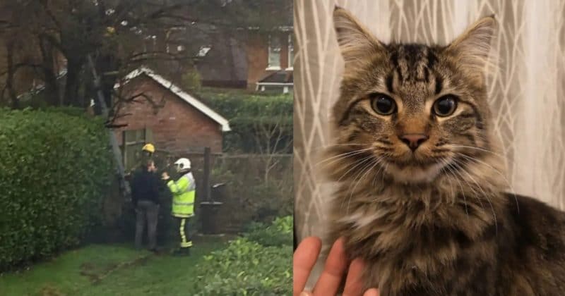 Юмор: Пожарным пришлось снимать с дерева женщину, которая полезла спасать своего кота