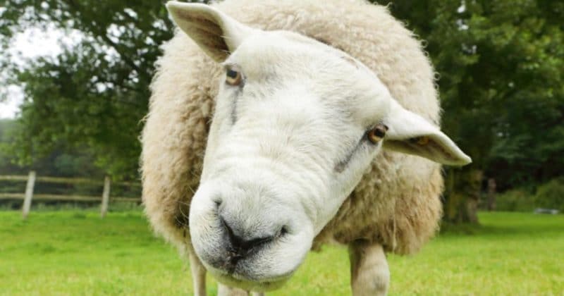 Происшествия: Бандитам удалось украсть 500 беременных овец с фермы стоимостью £60 тыс.