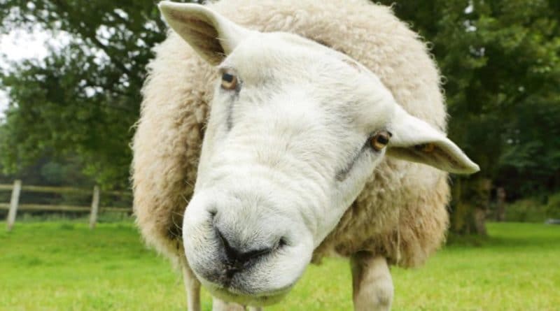 Происшествия: Бандитам удалось украсть 500 беременных овец с фермы стоимостью £60 тыс.