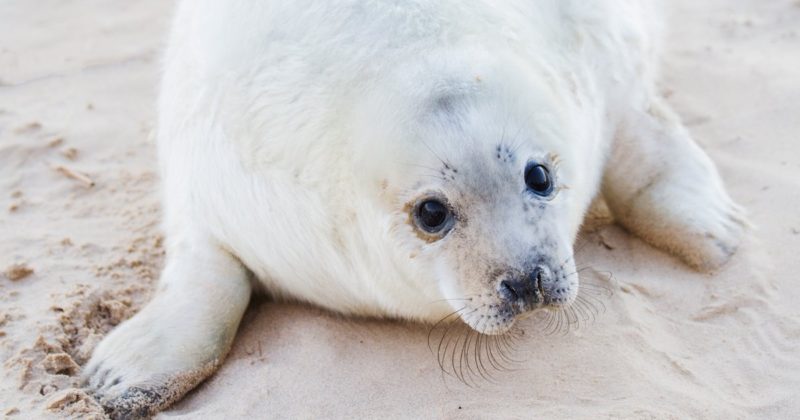 Популярное: Волонтеры спасли тюленя с фрисби на шее в Норфолке
