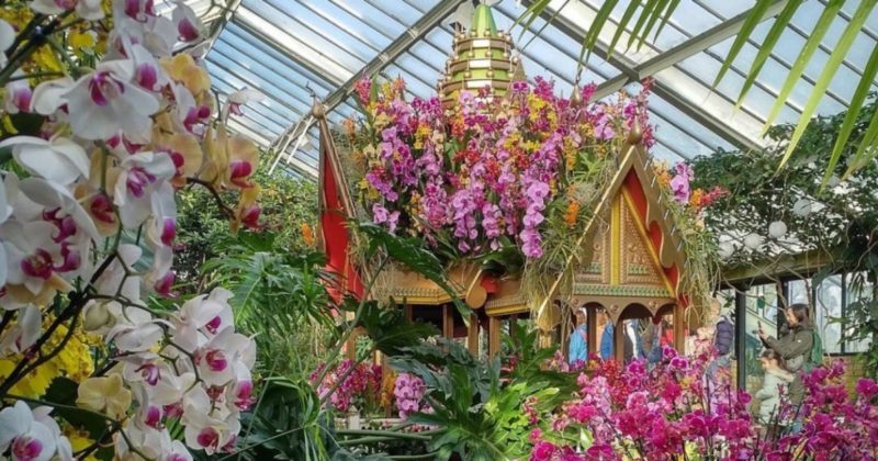 Досуг: Потрясающий фестиваль орхидей в Kew Gardens возвращается в следующем месяце