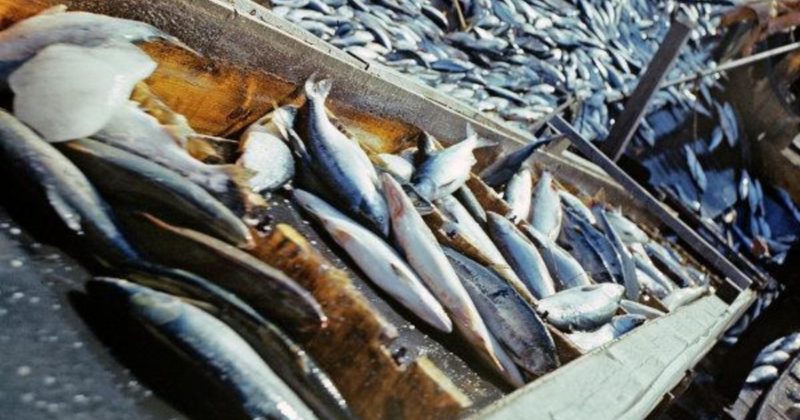 Закон и право: Новое правило ЕС, внедренное перед Brexit, может быть “разрушительным” для рыбной промышленности Великобритании