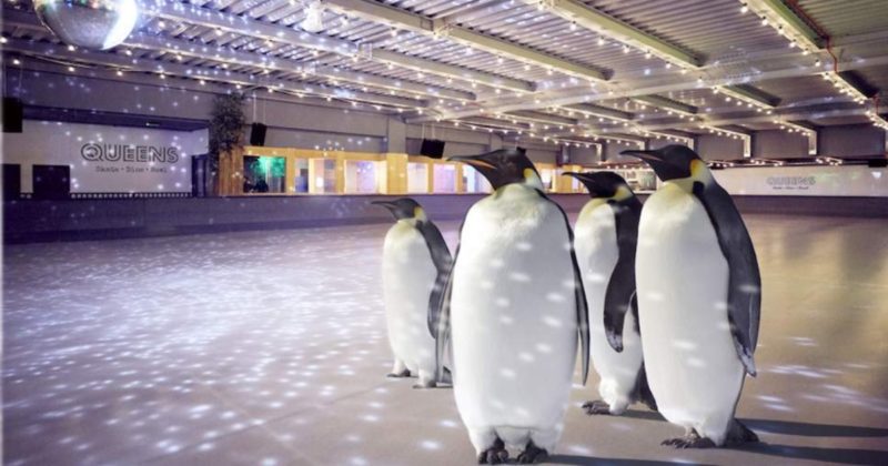 Досуг: Скоро лондонцы смогут покататься на коньках с настоящими пингвинами