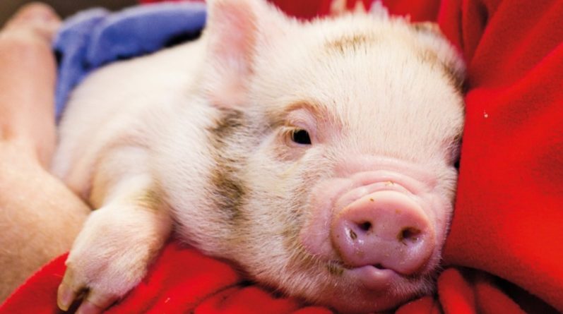 Популярное: Единственный в Великобритании приют для свиней принимает тех, кто оказался совсем не карликовым