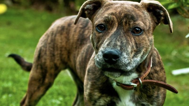 Популярное: Определена самая любимая порода собак британцев, хотя не все любят ее