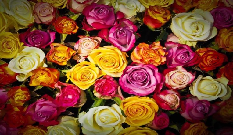 Досуг: Цветы на День святого Валентина: где можно купить букет из 12 роскошных роз всего за £2