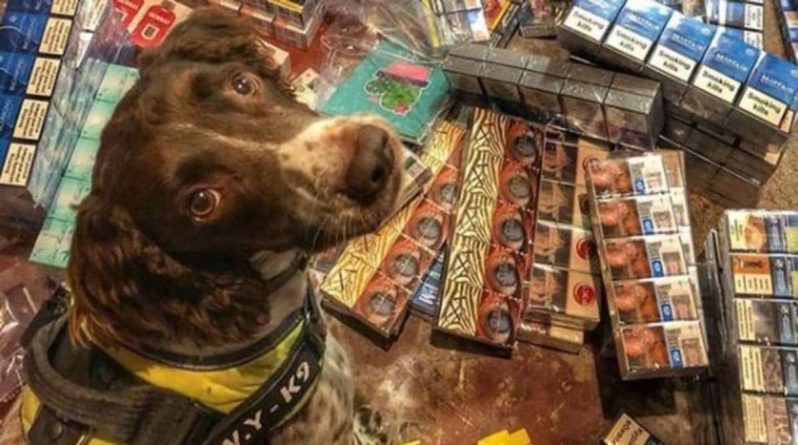 Общество: Нюх на контрабанду: эта собака-ищейка обнаружила табачную продукцию стоимостью £6 млн