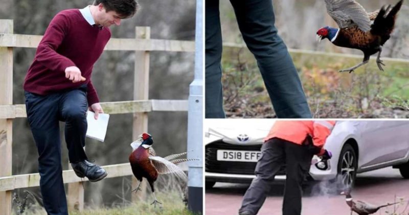 Общество: Агрессивный фазан Фил держит улицу в Норфолке заложниками своих домов, кусая и нападая на них