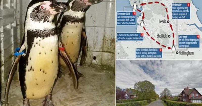 Общество: Пингвинов, украденных из зоопарка и проданных в интернете, вернули домой