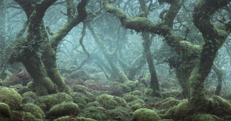 Досуг: Фантастический лес из миров Толкина на фотографиях Нила Бернелла