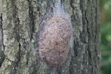 гнездо дубового шелкопряда