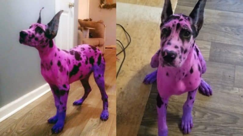 Популярное: Девушка перекрасила в розовый цвет своего пса, чтобы он выглядел более приветливым