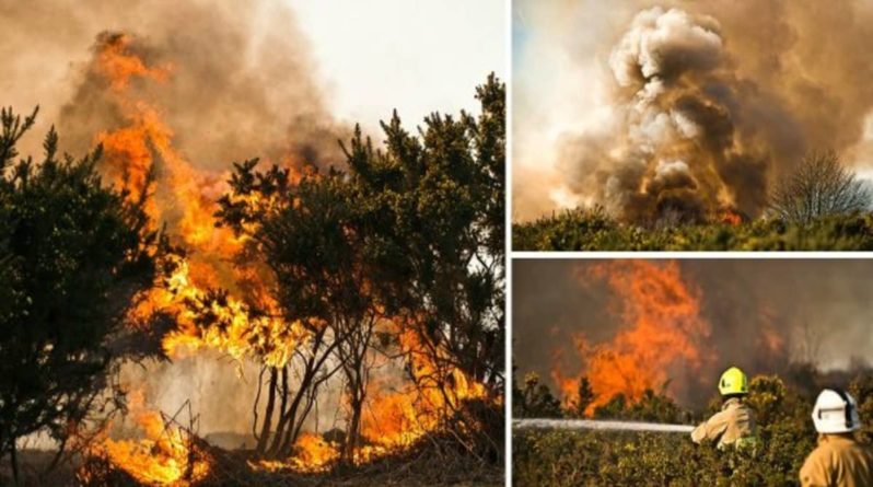 Общество: Рекордно высокая температура привела к лесным пожарам, уничтожившим часть леса Винни-Пуха