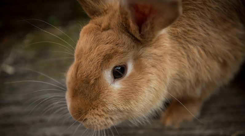 Общество: Женщина уверена, что отвратительная привычка соседей могла убить ее кролика