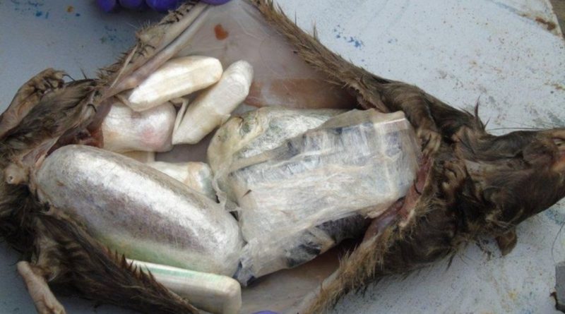 Мертвых крыс наполнили наркотиками и мобильными телефонами, а затем подкинули в тюрьму 25032019 Происшествия: Мертвых крыс наполнили наркотиками и мобильными телефонами, а затем подкинули в тюрьму