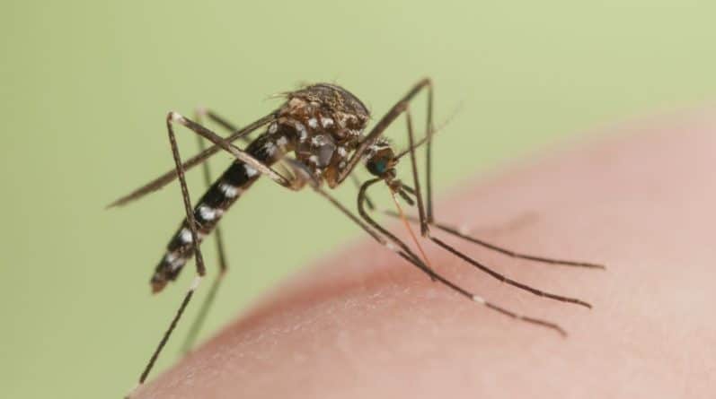 Популярное: Комары-убийцы появятся в Великобритании уже через десять лет