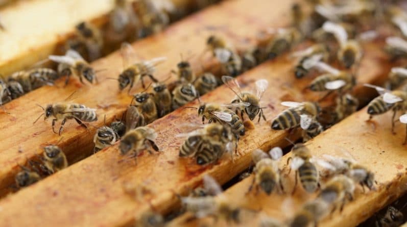Общество: Попытка ограбить парк обернулась для грабителя встречей с 80 тыс. обозленных пчел