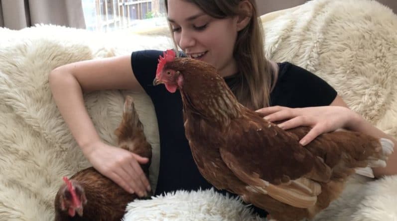 Здоровье и красота: Курицы доказали, что способны вытащить человека из депрессии