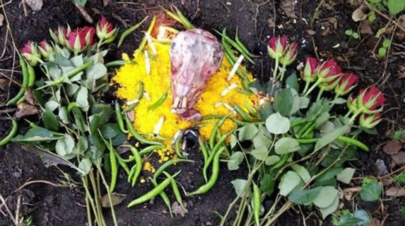 Популярное: В одном из парков Лондона кто-то приносит в жертву головы козлов