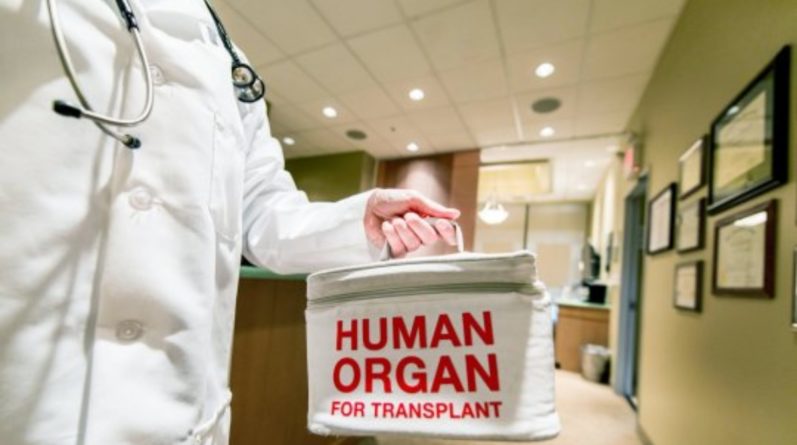 Закон и право: С 2020 года все взрослые Англии станут донорами органов