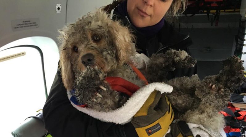 Общество: Во время учений экипаж вертолета береговой охраны Инвернесса спас собаку, потерявшуюся в Кайрнгорме перед штормом Гарет (видео)