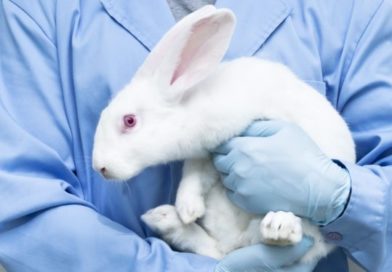 белый кролик в руках доктора