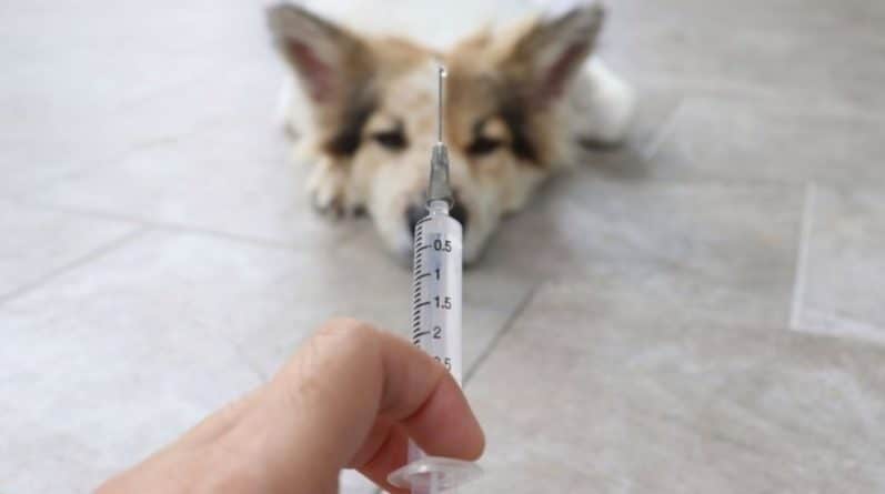 Популярное: Владельцы отказываются вакцинировать животных из-за опасений, что питомцы станут аутистами