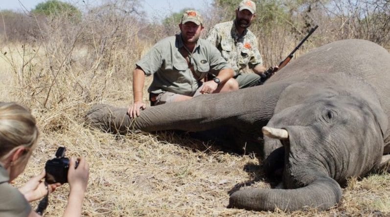 Популярное: Британия попала в позорный список стран-охотников за слоновыми бивнями