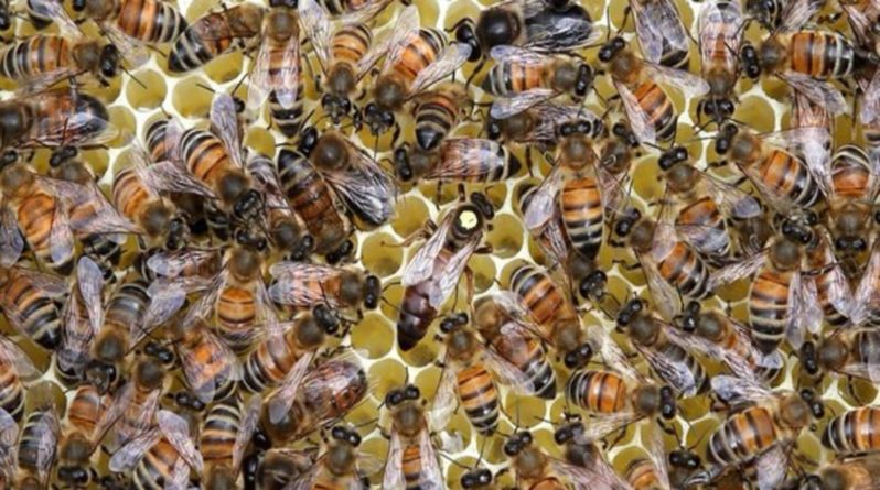 В мире: Уникальный случай: в глазу женщины обнаружили живых пчел