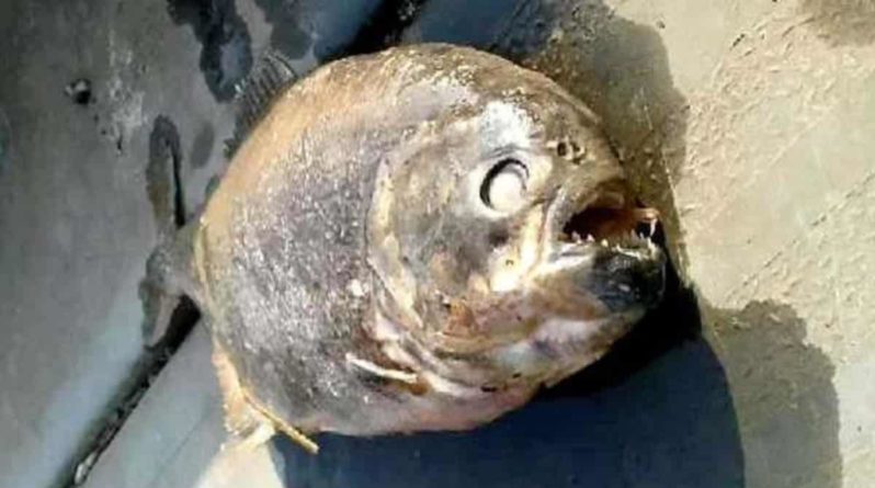 Общество: В озере Йоркшира рыбаки нашли смертоносных плотоядных пираний