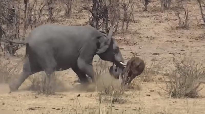 Британского солдата убил бродячий слон в ходе боевой операции 08052019 Происшествия: Британского солдата убил бродячий слон в ходе боевой операции