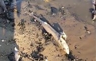 Общество: В Британии на пляж вынесло сотню мертвых акул