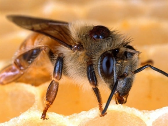 Британцев призвали не стричь газоны, чтобы спасти пчел