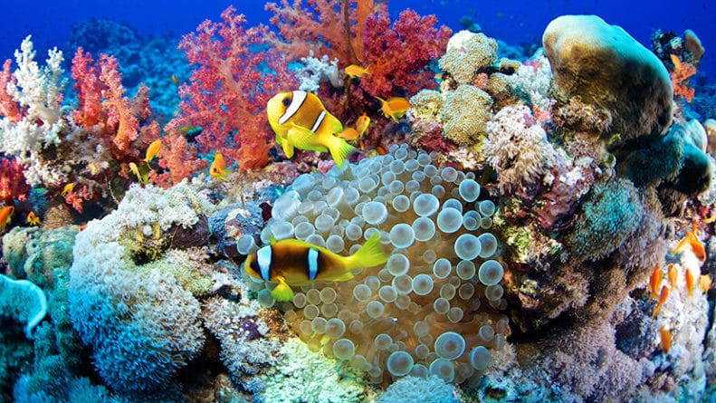 Общество: «Заглянуть в будущее»: учёные обнаружили разновидность кораллов, устойчивых к глобальному потеплению