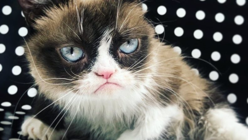 Общество: Кошка Grumpy Cat умерла