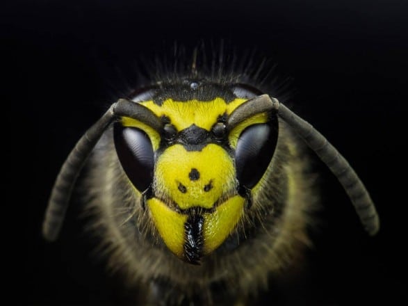 Общество: В Великобритании призвали отказаться от газонов ради спасения пчел