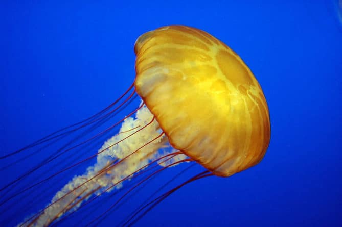 Общество: Тысячи медуз атаковали побережье Великобритании