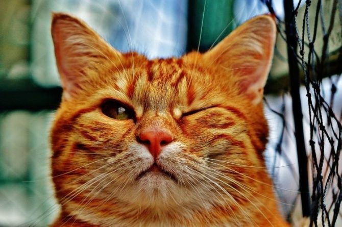 Общество: Чихающий кот в Великобритании не может найти себе хозяев