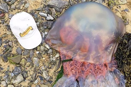 Общество: На пляже в Англии нашли гигантскую медузу