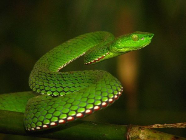 Общество: На поиск противоядий от яда змей выделили 80 миллионов фунтов стерлингов